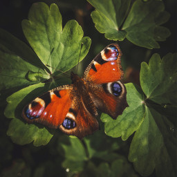 butterfly nature insect naturelover photography freetoedit