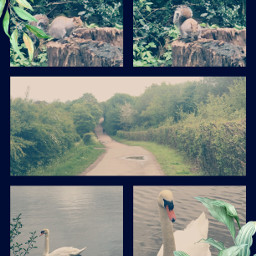interesting park nature photography swan swans water plants squirrel path collage freetoedit