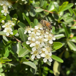 flowerfriday freetoedit remixit white green bee interesting california nature photography spring aesthetic sunshine yellow heh leaves math cute adorable ridaphotography