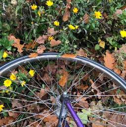 freetoedit autumn bike wheels pcautumninmyhometown autumninmyhometown