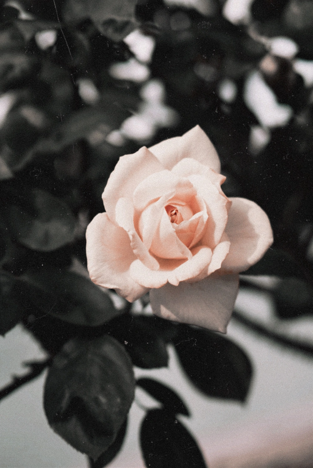 🖤✨

#flower #rose #nature #garden