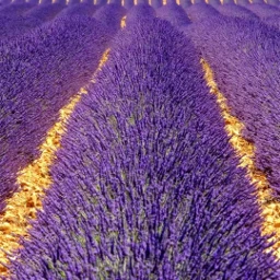 flower lavender lavenderaesthetic purpleflowers voted follow scenery pccolorsisee colorsisee