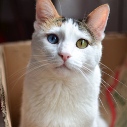 cat kitten cats heterochromia freetoedit