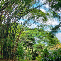 brasil summer nature naturaleza green greenaesthetic tree blue sky life happy myphotography photography landscape freetoedit