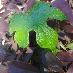 leaf photographybymargarita brillaperla pcmyfavoriteshot myfavoriteshot