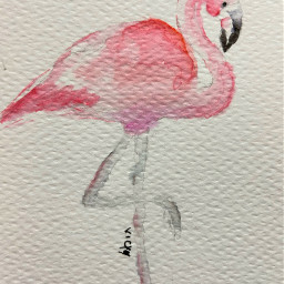 aquarela acuarela painting drawing draw flamingo