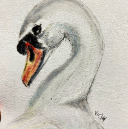 freetoedit pastel cisne drawing