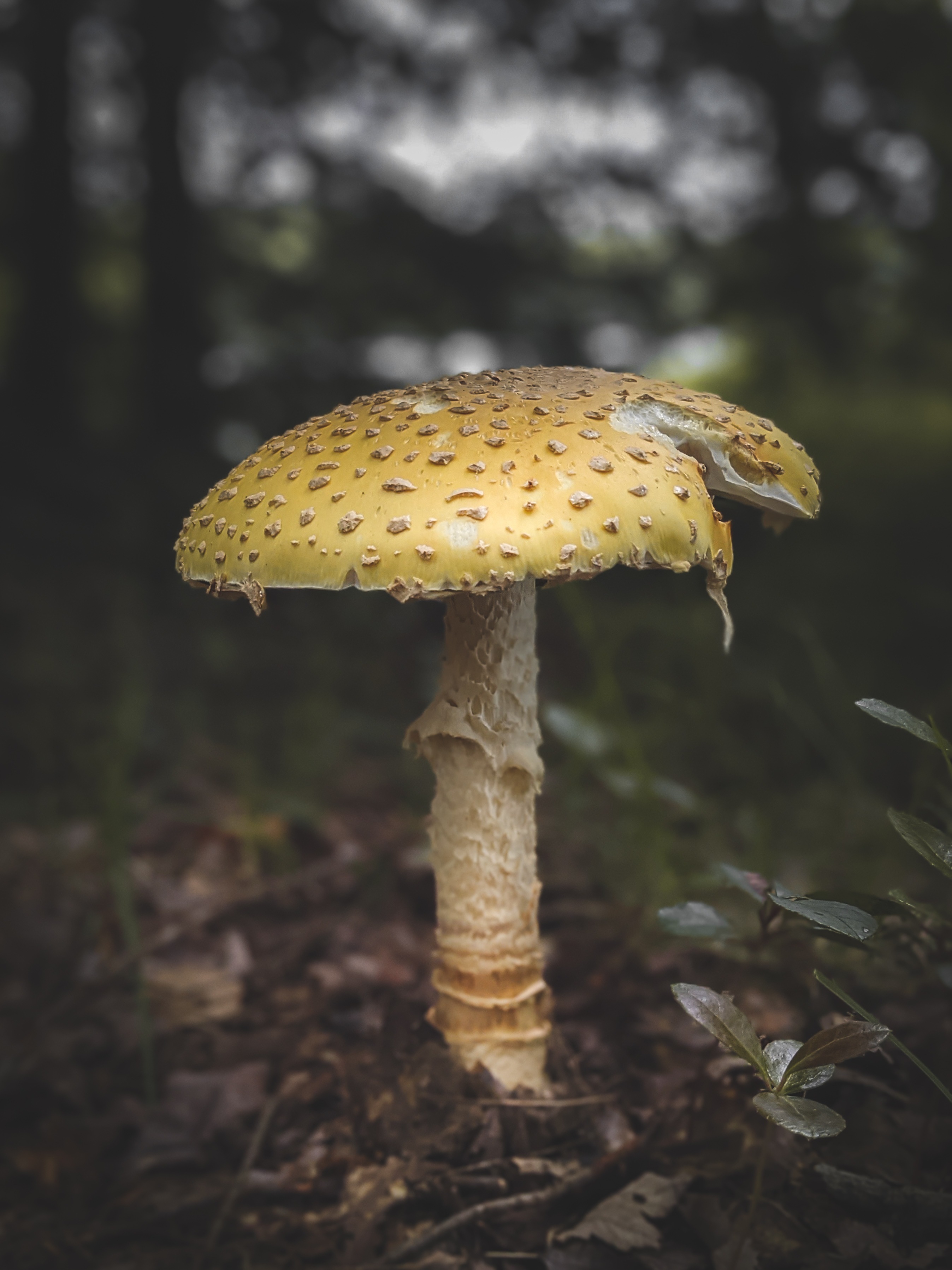 #mushroom #yellowflyagaric
