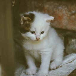 freetoedit kitten