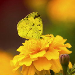 photography nature flower colourful nofilter butterfly incest macro canon macrophotography closeup summer travelphotography merrygold vivid bokeh beautyofnature freetoedit