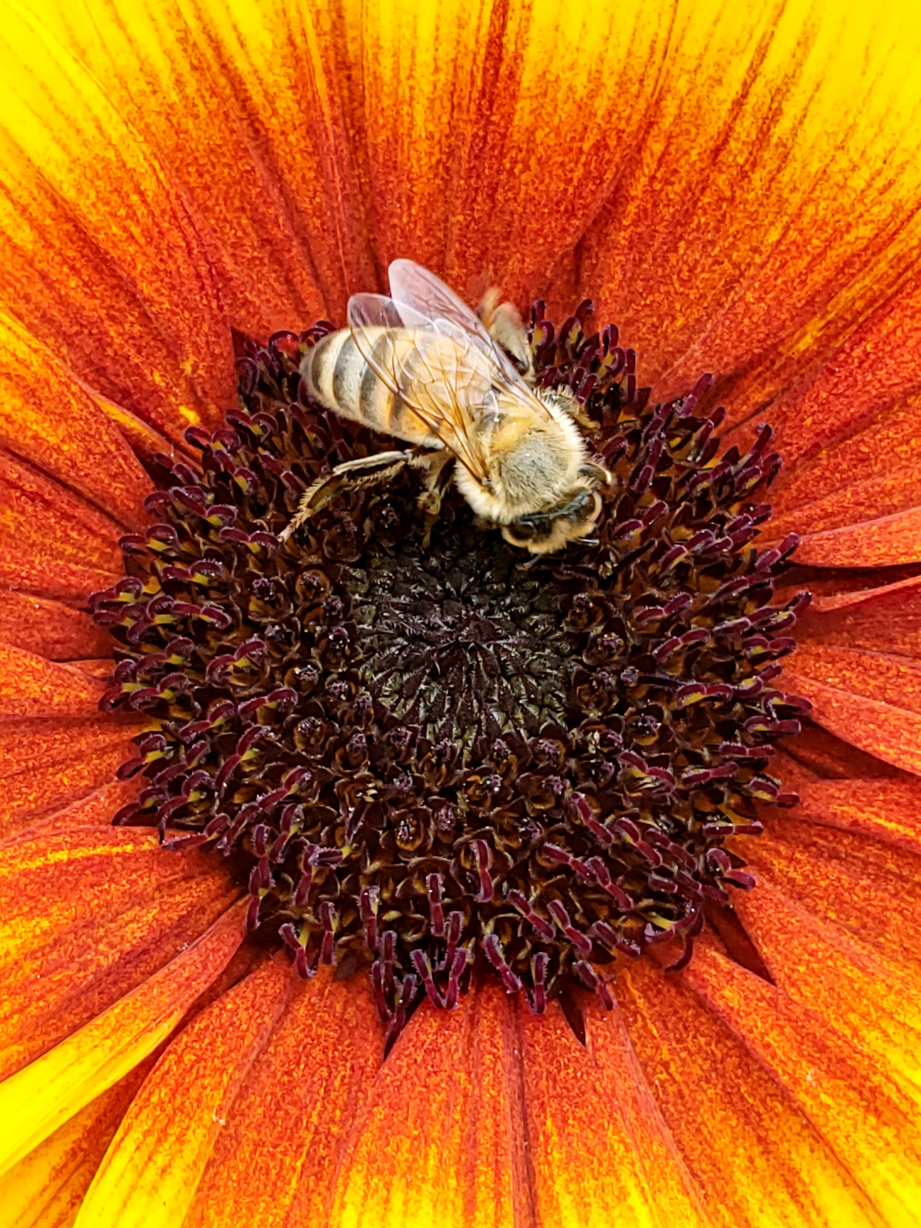 Close!  #bees#bees#flower#pollen#colorful#summer#orange#yellow#closeup#garden#nature#myoriginalphoto 