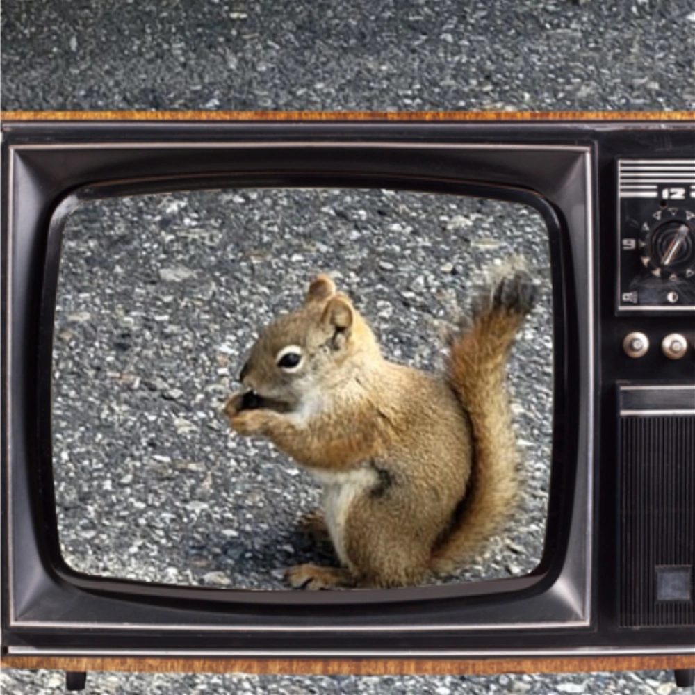 #squirl tv 