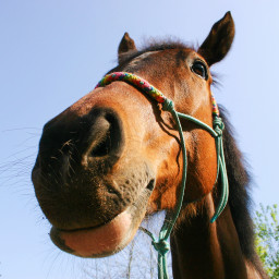 myhorse horse horsephotography photography photograph horselover horselove horseportrait
