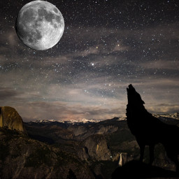 freetoedit moon wolf night butifull