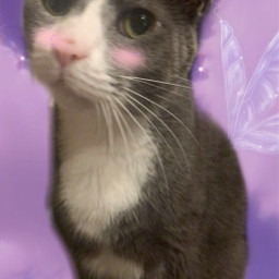 freetoedit cute cat fairycat