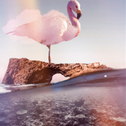 flamingo freetoedit unsplash