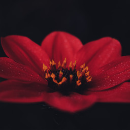 red dahlia flower freetoedit