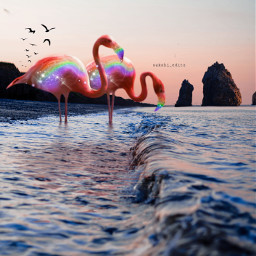 flamingo rainbow sea shore art magnificent gaintflamingo rainboweffect dodgereffect freetoedit freetoremix remixit creativity artistic surreal surrealart myedit originalart animal birds pink myart scene animalart