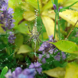 spider spiderweb nature photography freetoedit