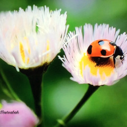 nature photography insect flower beautifull