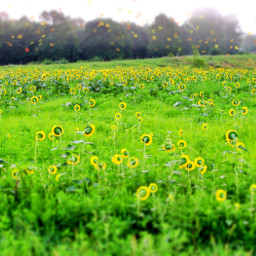 fieldofflowers sunflower outside