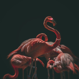 freetoedit flamingo eccuteflamingos cuteflamingos