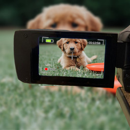 freetoedit dog camera polaroidcamera frisbee puppy cute ninahayess rccameramemories cameramemories