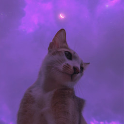 aesthetic aestheticedit aesthetictumblr stars clouds cat cats kitten pink purple sky moon freetoedit