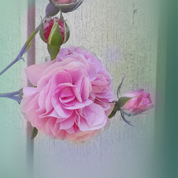 roses flowercard sumerrose roseinjune graceful love
