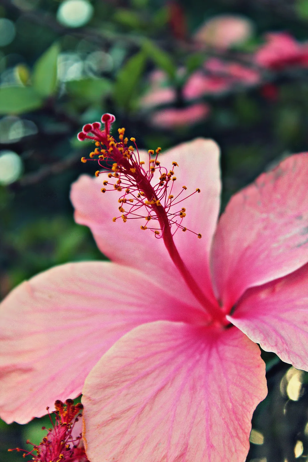#nature #flower #hibiscus #closeupflower