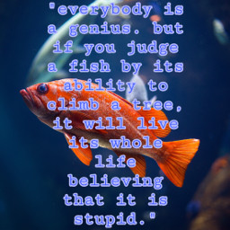 unsplash alberteinstein einstein albert fish tree quote quotes positivity genius spark