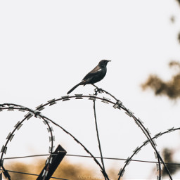 photography outdoors bird trees barbwire nature birdphotography picoftheday photooftheday