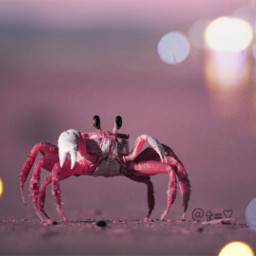 ️⃣ luz light cangrejo crab puntodeluz freetoedit ecseacreatures seacreatures