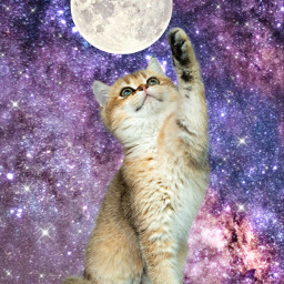 cat cats galaxy planets moon catlover freetoedit