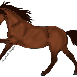 horseridingtales ibispaintx googlethebudgie
