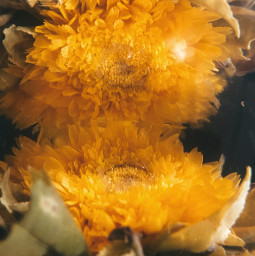 interesting art nature tea flowers flower yellow mirror underwater reflectioninwater photography iphonephotography