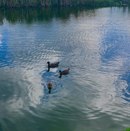 ducks pond lake