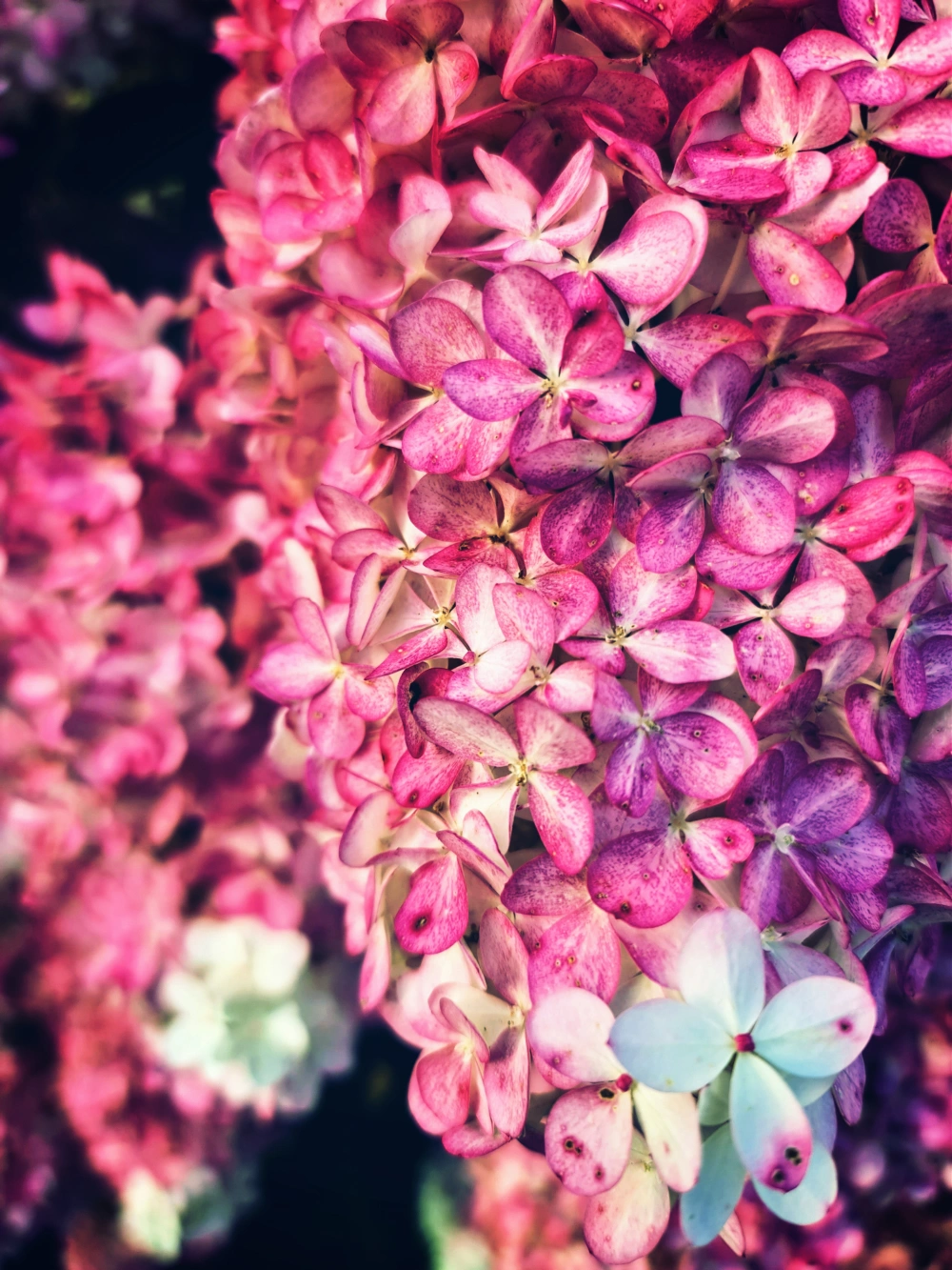 #flowers #hydrangea #beautifulnature #colorsofnature