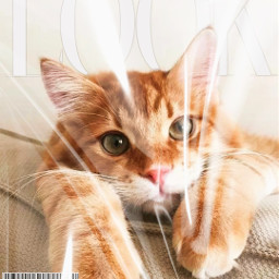 ️⃣ gato cat revistaremix revistaedit revistaportada magazine magazinecover gatomodelo gatomoda modelcat freetoedit local rcmagazinecover