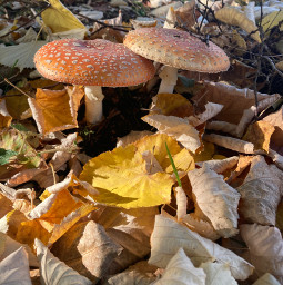 freetoedit amanita mushrooms leaves autumn pcautumninmycity autumninmycity