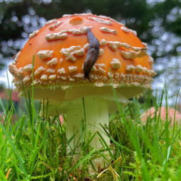 freetoedit amanita mushroom slug nature fungi red orange bug autumn grass pcautumninmycity autumninmycity