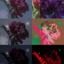picsart picsartedit remixit aesthetic rose flower moon glitter freetoedit