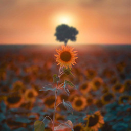 sunflower photography freetoedit local