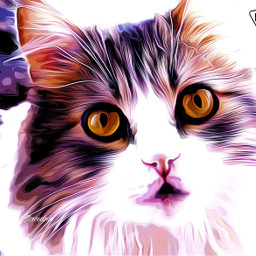 colorpaint cat photography beautiful local