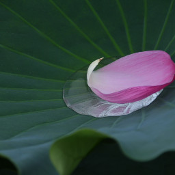 japan nature canon lotus freetoedit