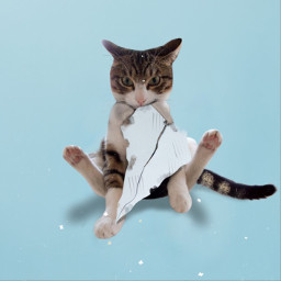cat paperplane tornpaper magicbrush picsarteffects removetool stickers ftestickers madewithpicsart animals pets freetoedit ircpaperplane