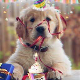 freetoedit foryou birthday cake gift dog pets stickers magicbrush madewithpicsart reborn picsarteffects