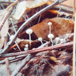 осень лес грибы freetoedit local