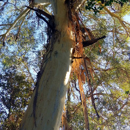 tree woods nature eucalyptus treetop branches freetoedit