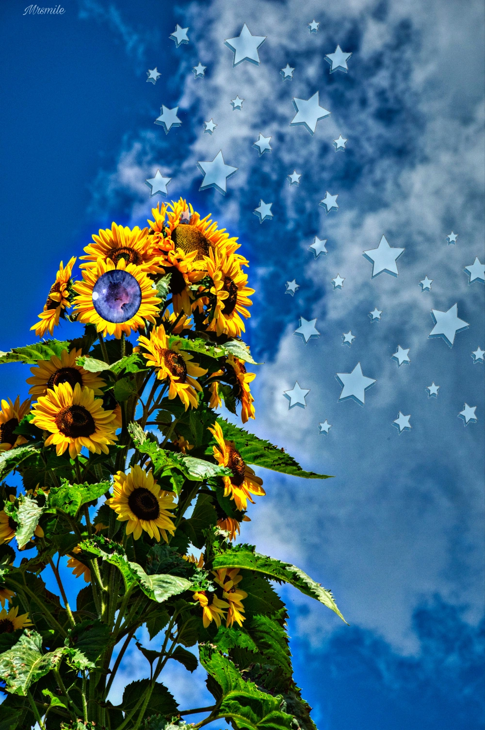 #sun #sunflower #sky #stars
